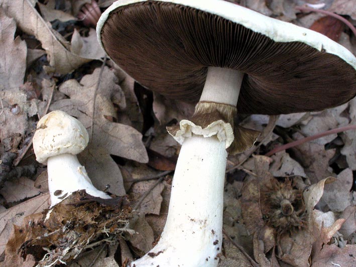 Agaricus sylvicola